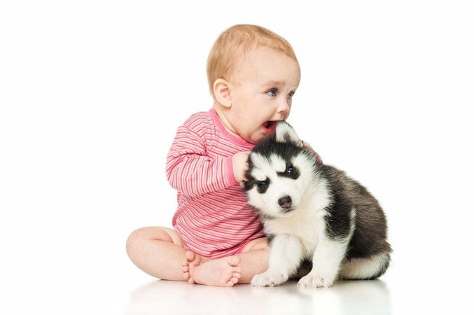 Köpek Yaşı Nasıl Hesaplanır? Bir Köpeğin Kaç Yaşında Olduğunu Nasıl Anlarız? 2