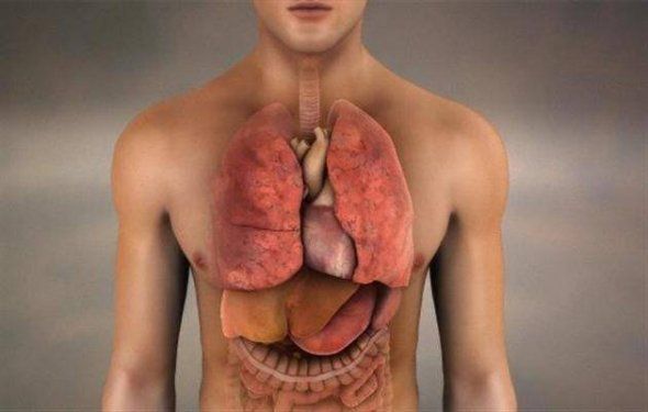 Akciğer Kendini Yeniler mi? Hangi Organ Kendini Ne Kadar Sürede Yeniliyor? 1