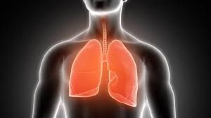 Akciğer Kendini Yeniler mi? Hangi Organ Kendini Ne Kadar Sürede Yeniliyor? 2