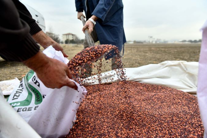 Ankara Büyükşehir Çiftçilerin Yanında: 25 İlçede Tohum Desteği 2