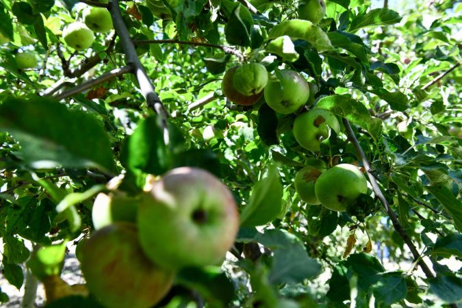 Hayırsever vatandaş, bahçesindeki meyveleri Ankara Büyükşehir Belediyesine bağışladı 2