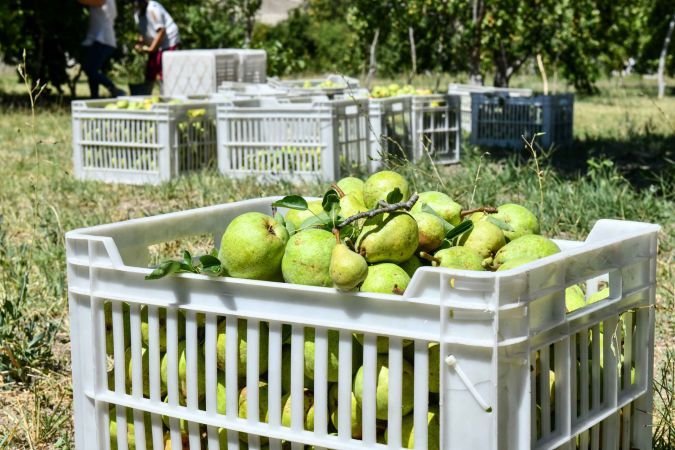 Hayırsever vatandaş, bahçesindeki meyveleri Ankara Büyükşehir Belediyesine bağışladı 10