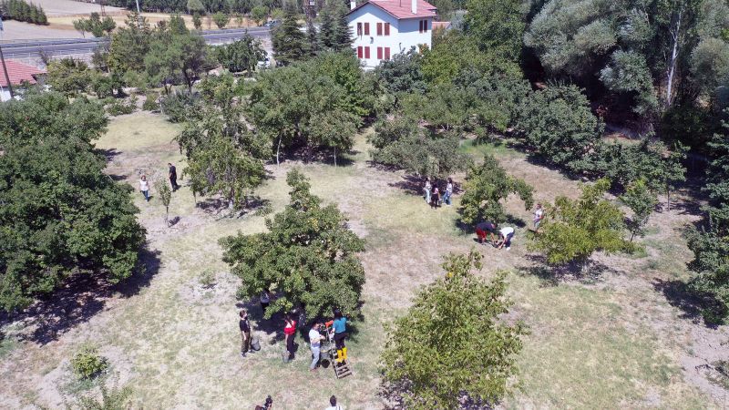 Hayırsever vatandaş, bahçesindeki meyveleri Ankara Büyükşehir Belediyesine bağışladı 12