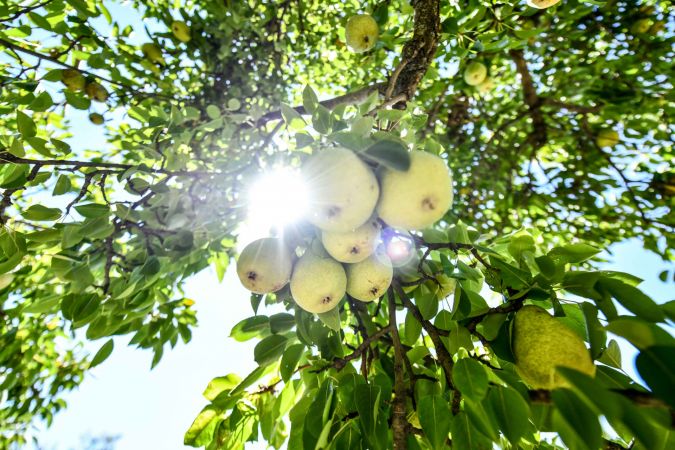 Hayırsever vatandaş, bahçesindeki meyveleri Ankara Büyükşehir Belediyesine bağışladı 5