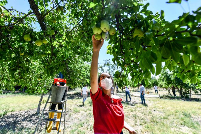 Hayırsever vatandaş, bahçesindeki meyveleri Ankara Büyükşehir Belediyesine bağışladı 6