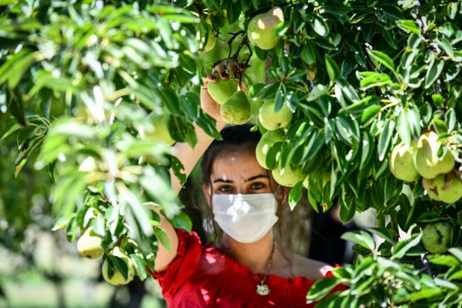Hayırsever vatandaş, bahçesindeki meyveleri Ankara Büyükşehir Belediyesine bağışladı 7
