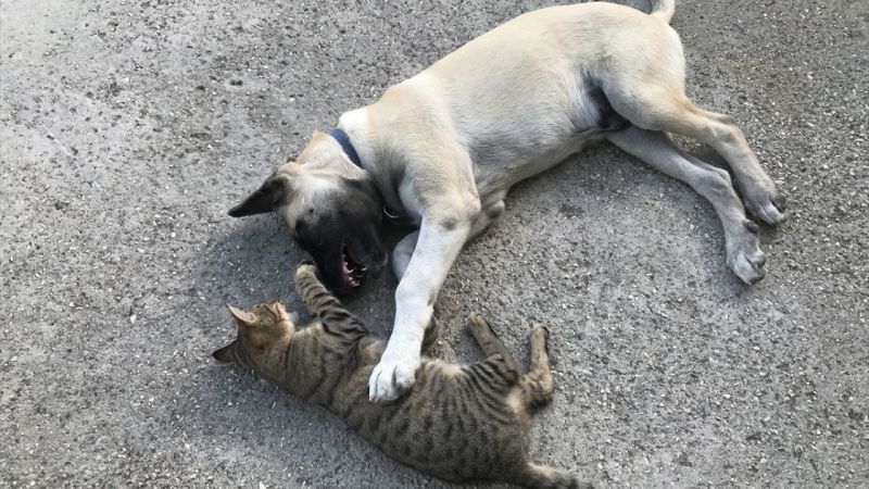 Kedi ile köpeğin dostluğu görenleri şaşırtıyor 4