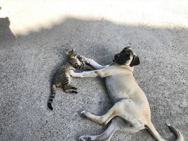 Kedi ile köpeğin dostluğu görenleri şaşırtıyor 2