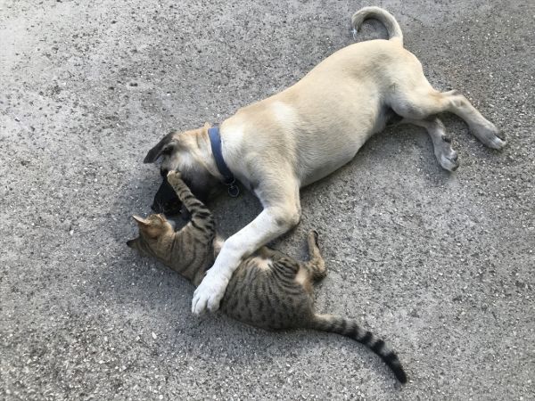 Kedi ile köpeğin dostluğu görenleri şaşırtıyor 1