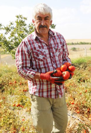 Seymenler el birliğiyle Ayaş'ta domates hasadı yaptı 9