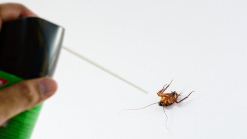 Böcek öldürmek günah mı? Haşere öldürmek caiz mi? - Böcek öldürmenin dindeki yeri nedir? 5