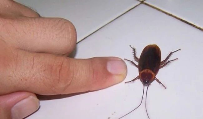 Böcek öldürmek günah mı? Haşere öldürmek caiz mi? - Böcek öldürmenin dindeki yeri nedir? 4