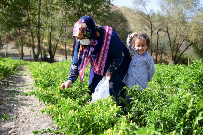 Ankara Mamak'ta çocuklar sebzeleri dalından koparıyor 1