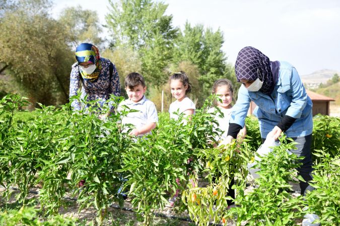 Ankara Mamak'ta çocuklar sebzeleri dalından koparıyor 2