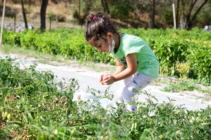 Ankara Mamak'ta çocuklar sebzeleri dalından koparıyor 6