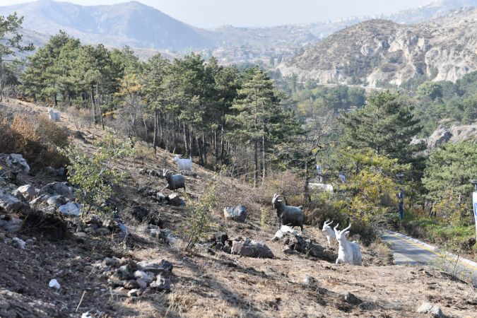 Çubuk-1 Barajı rekreasyon alanı Ankaralıları bekliyor 7