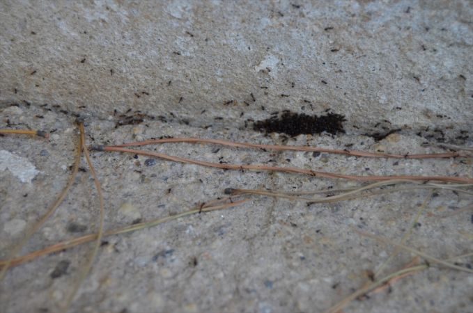 Evin girişini saran çok sayıda karınca ilginç görüntü oluşturdu 2