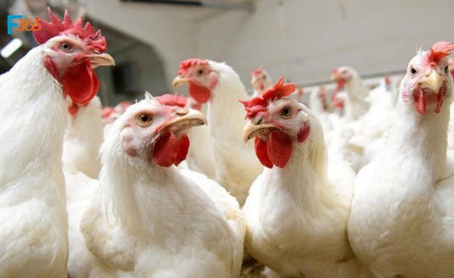 KOSGEB Tavuk Çiftliği Destekleri 2021! Tavuk Çiftliği Kredisi Nasıl Alınır? 3