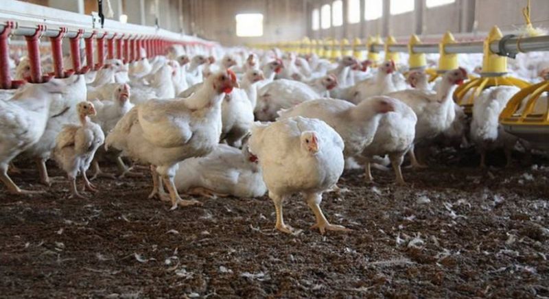 KOSGEB Tavuk Çiftliği Destekleri 2021! Tavuk Çiftliği Kredisi Nasıl Alınır? 2