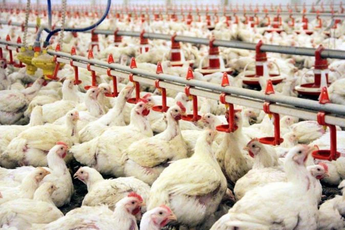 KOSGEB Tavuk Çiftliği Destekleri 2021! Tavuk Çiftliği Kredisi Nasıl Alınır? 4
