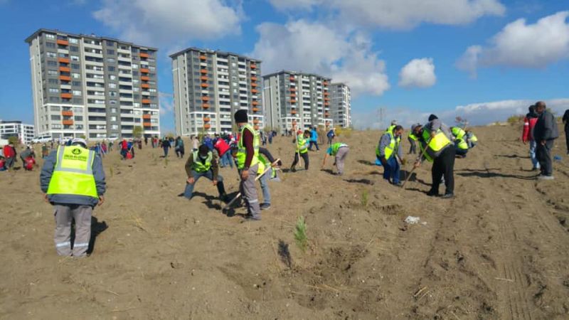 Ankara Sincan Belediyesi 11 Kasım Milli Ağaçlandırma Günü’nde 500 fidanı toprakla buluşturdu 3