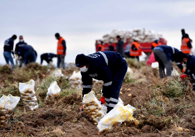 Ankara’nın Kırsal Kalkınma Hamlesi Sürüyor: Gölbaşı Karaoğlan’daki atıl arazide patates hasadı başladı 7