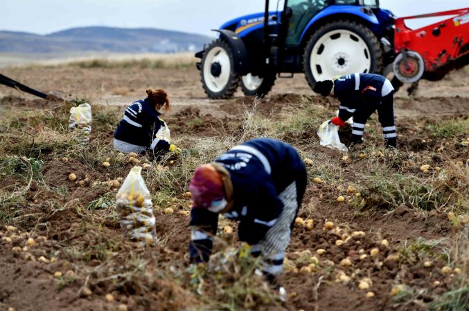 Ankara’nın Kırsal Kalkınma Hamlesi Sürüyor: Gölbaşı Karaoğlan’daki atıl arazide patates hasadı başladı 9