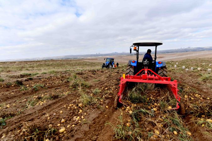 Ankara’nın Kırsal Kalkınma Hamlesi Sürüyor: Gölbaşı Karaoğlan’daki atıl arazide patates hasadı başladı 4