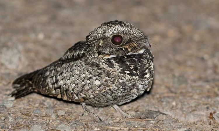 Kış Uykusu Nedir? Kış Uykusuna Yatan Hayvanlar Hangileridir? 2