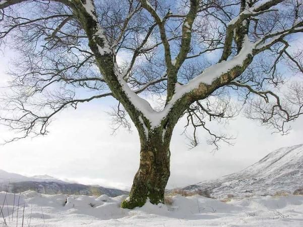 Kış Uykusu Nedir? Kış Uykusuna Yatan Hayvanlar Hangileridir? 4