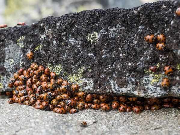 Kış Uykusu Nedir? Kış Uykusuna Yatan Hayvanlar Hangileridir? 3