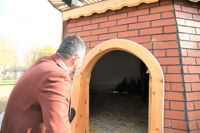 Ankara Pursaklar'da Tavus Kuşu Evi Ziyaretçilerini Bekliyor 1