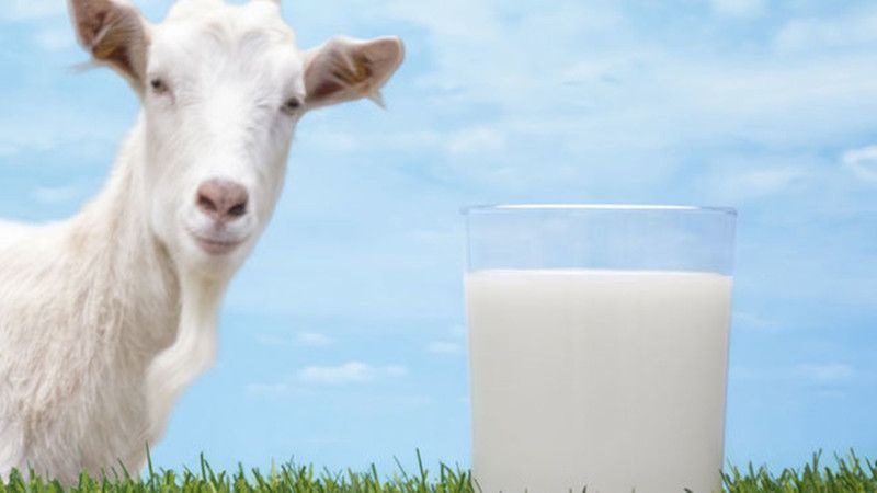 Keçi Sütü Koronaya İyi Gelir Mi? Keçi Sütünde Ne Keşfedildi? 3