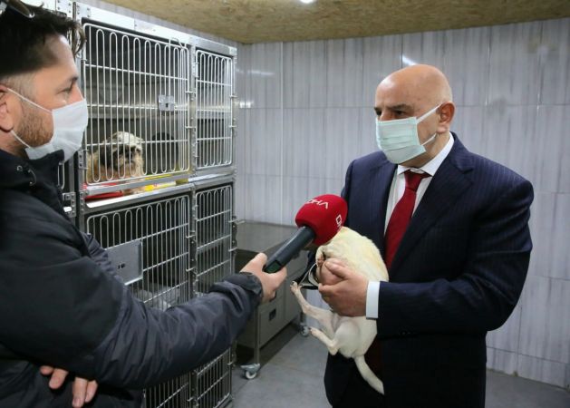 Ankara'da 68 adet cins köpeğe el koyulmuştu! Artık Keçiören Belediyesi korumasında yeni sahiplerini bekliyorlar... 3