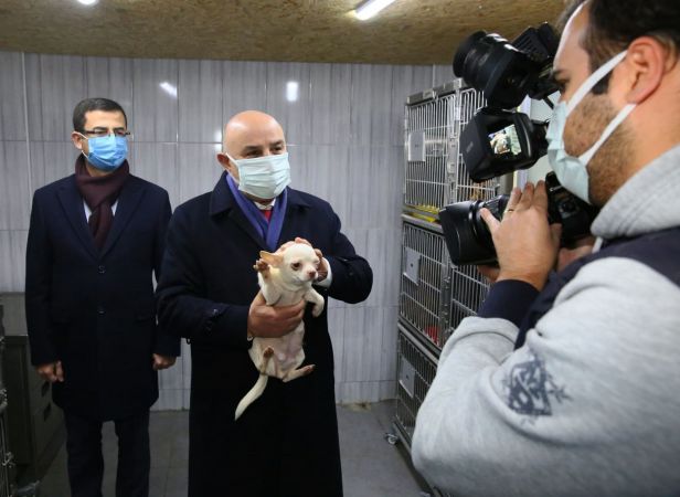 Ankara'da 68 adet cins köpeğe el koyulmuştu! Artık Keçiören Belediyesi korumasında yeni sahiplerini bekliyorlar... 5