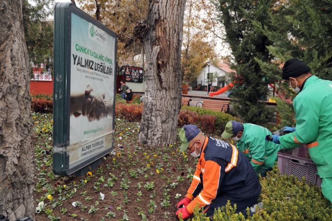 Ankara Kuğulu Park'a 10 bin kış çiçeği dikildi 2