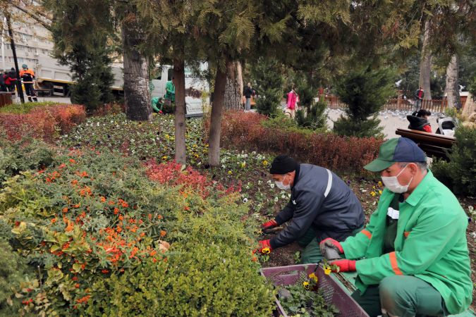 Ankara Kuğulu Park'a 10 bin kış çiçeği dikildi 3