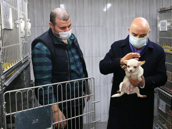 Ankara Keçiören’deki köpekler tedavileri tamamlanınca sahiplendirilecek 3