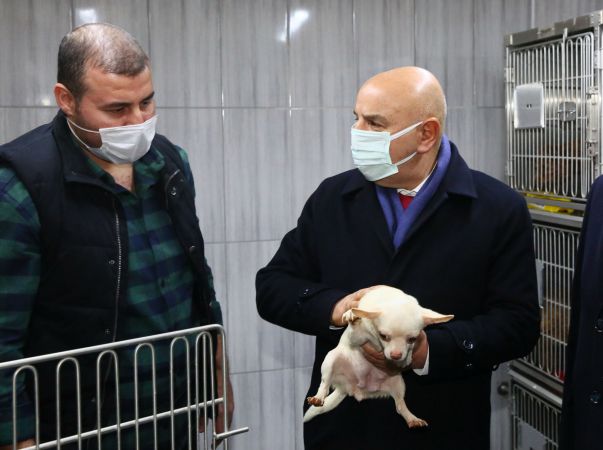 Ankara Keçiören’deki köpekler tedavileri tamamlanınca sahiplendirilecek 4