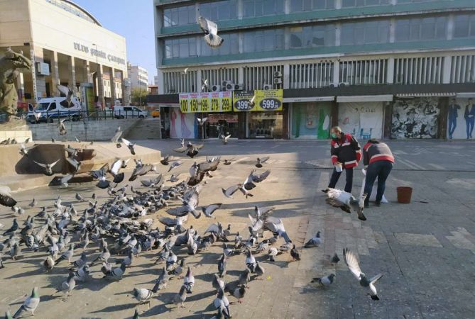 Ankara'da sokağa çıkma kısıtlamasında can dostlara besin desteği 12