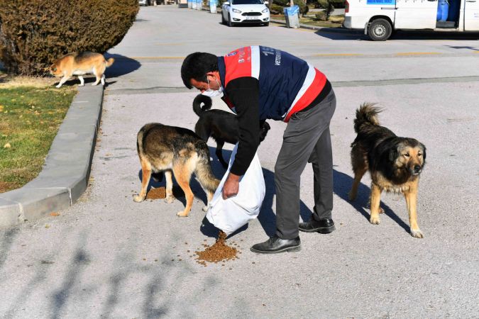 Ankara'da sokağa çıkma kısıtlamasında can dostlara besin desteği 4