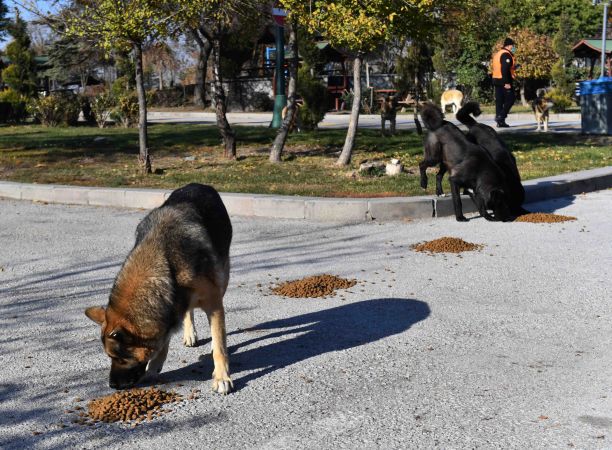 Ankara'da sokağa çıkma kısıtlamasında can dostlara besin desteği 5