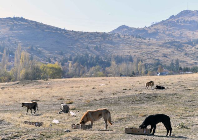 Ankara'da sokağa çıkma kısıtlamasında can dostlara besin desteği 8