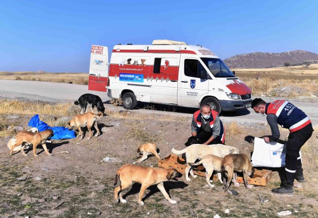 Ankara'da sokağa çıkma kısıtlamasında can dostlara besin desteği 9