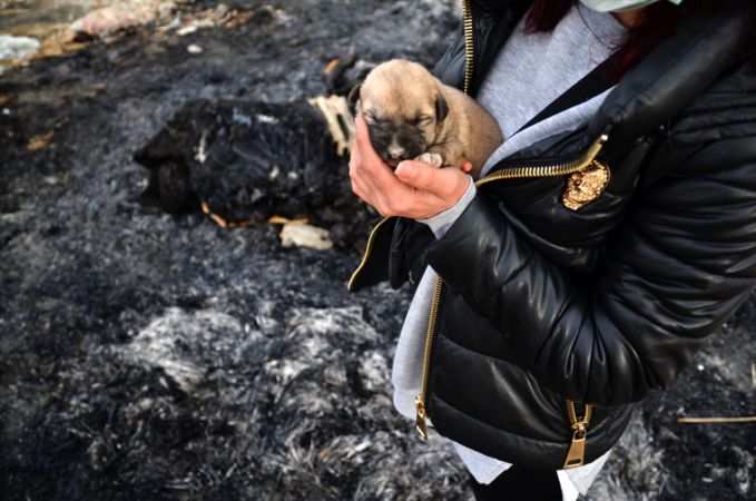 Kulübesi yakılarak telef edilmiş 9 yavru köpek bulundu 3