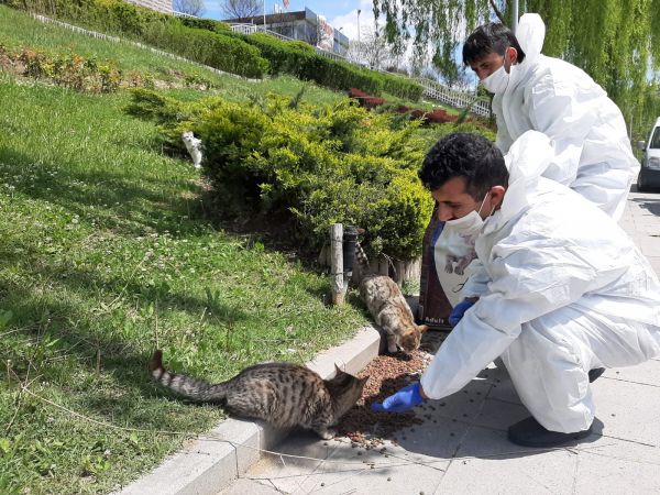 Ankara Etimesgut Belediyesi pandemide  sokak hayvanları da unutmuyor 1