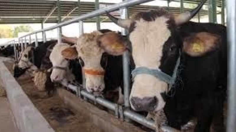 Dünya Hayvan Sağlığı Örgütü: Sığır ve kümes hayvanları Kovid-19'u yaymıyor 1