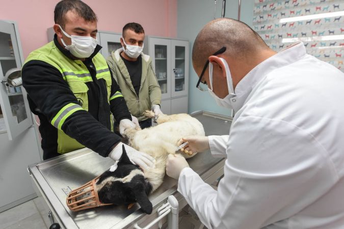 Ankara Altındağ'da yaralı köpeğe sevgi dolu bakım 3