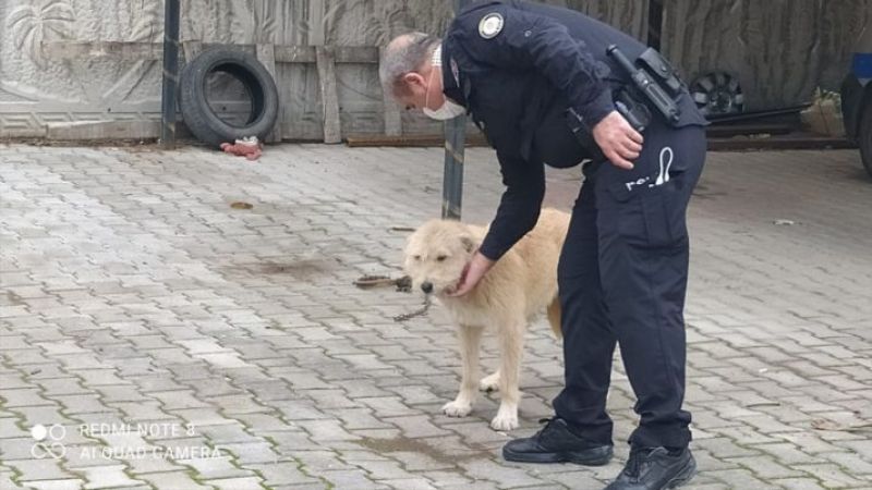 Konya'da köpeğe eziyet ettiği öne sürülen kişiye 947 lira ceza kesildi 2