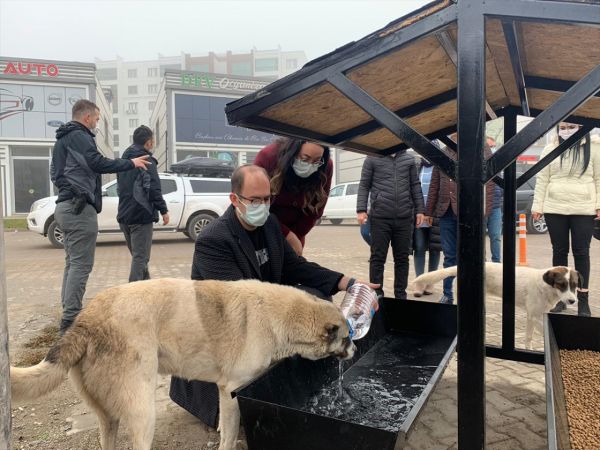 Diyarbakır'da kısıtlama sürecinde "sokak hayvanları" unutulmadı 1